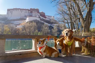 드디어 제가 티베트 반려견과 함께하는 자가운전 여행기를 쓰게 되었습니다