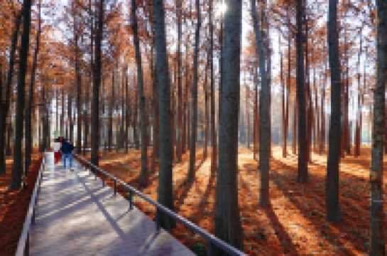 上海新的橫沔公園,開園3天遊客量破萬