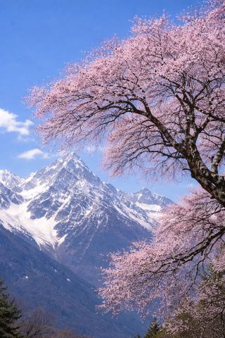 春には必ず一度は林芝へ行きましょう。雪山の下に広がる桃の花の海を見に行きましょう