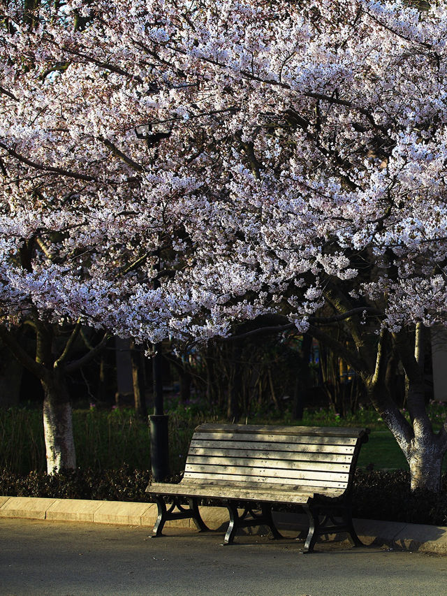 Cherry Blossom Avenue