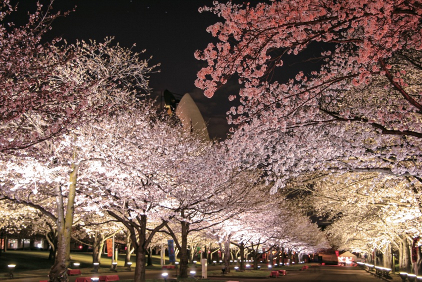 EXPO'70 桜デザイン Expo '70 Commemorative Park Cherry Blossom Light Show Brilliantly