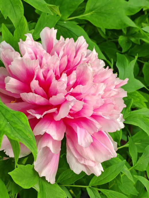4月15日、国際牡丹園は盛花期を迎えます！一瞬で油絵のような春に