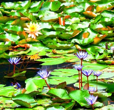 深圳前海公園｜モネの夏の蓮池に迷い込んだよう！癒し感満点」 | Trip