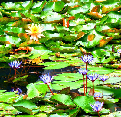 深圳前海公園｜モネの夏の蓮池に迷い込んだよう！癒し感満点」 | Trip