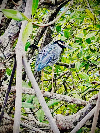 Tamarindo Mangrove Adventure — Howler Monkeys Swearing Overhead and Crocodiles Pretending to be Logs!