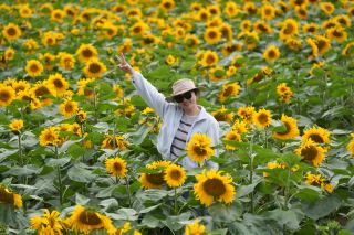 Stumbling upon a sea of sunflowers in the mountains feels like stepping into a Studio Ghibli fairy tale