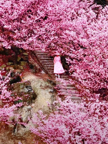 重慶猫山桜博園｜3000エーカーの茶畑と桜の海、春のロマンチックな花見