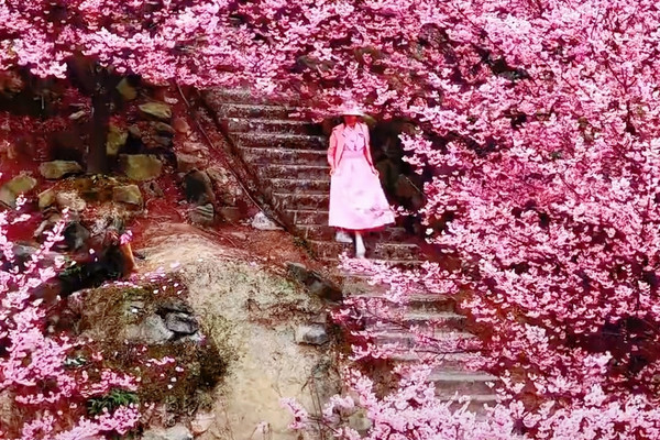 重慶猫山桜博園｜3000エーカーの茶畑と桜の海、春のロマンチックな花見