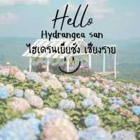 🌷ไฮเดรนเยียซัง เชียงราย 𝐻𝓎𝒹𝓇𝒶𝓃𝑔𝑒𝒶 𝓈𝒶𝓃