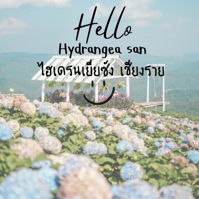 🌷ไฮเดรนเยียซัง เชียงราย 𝐻𝓎𝒹𝓇𝒶𝓃𝑔𝑒𝒶 𝓈𝒶𝓃