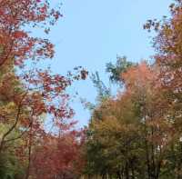 紅叶斜落我心寂寞時!