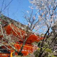 上賀茂神社の桜は五分咲きで華やかだった。
