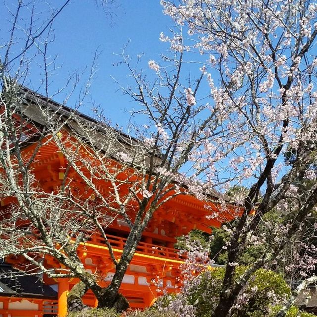 上賀茂神社の桜は五分咲きで華やかだった。