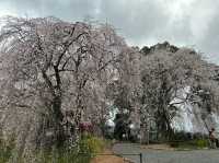 【福岡】浮羽と秋月の桜と琴平温泉