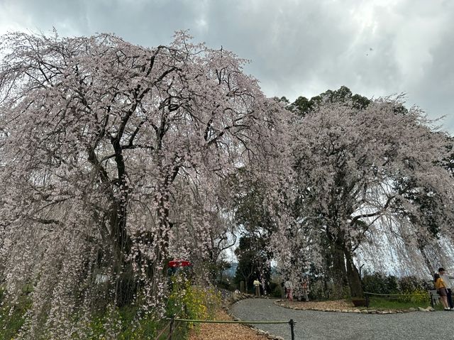 【福岡】浮羽と秋月の桜と琴平温泉