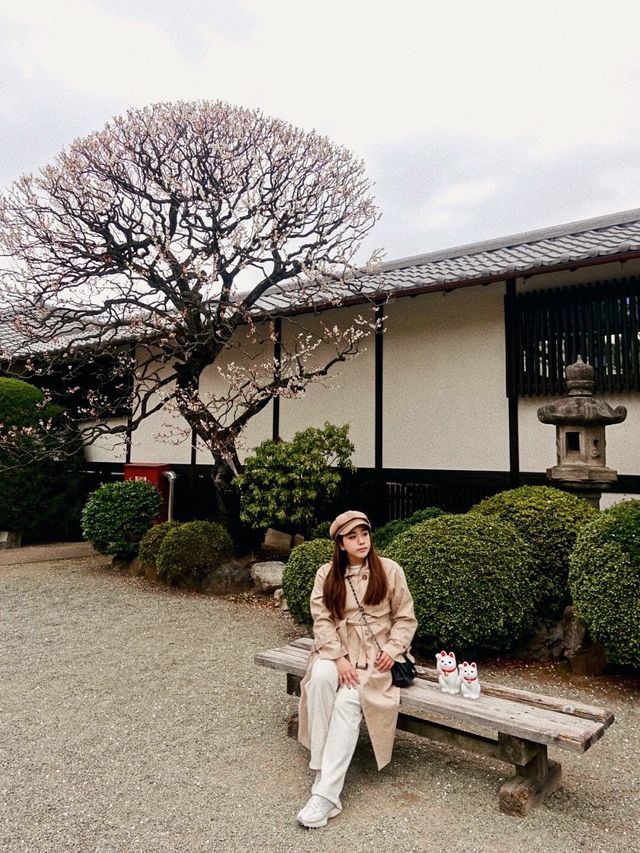 🇯🇵東京🫶🏻愛貓之人必去地方🐱❤️豪德寺📸
