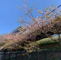 京都嵯峨野小火車🌸 GO GO GO~~~