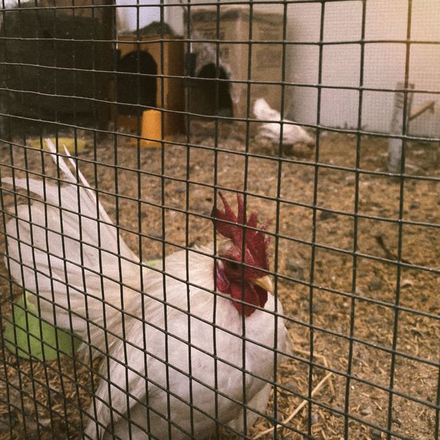 hens 🐔