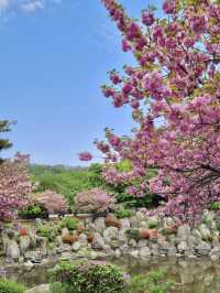 경희대학교에서 겹벚꽃구경 어때요👀🌸