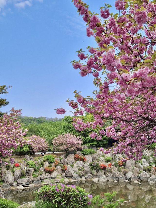 경희대학교에서 겹벚꽃구경 어때요👀🌸