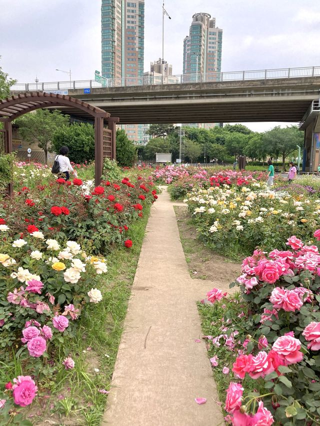 🌹장미의 계절 5월, 안양천 가족정원 장미원 나들이