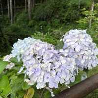 阿里山 - 享受森林浴、淨化心靈