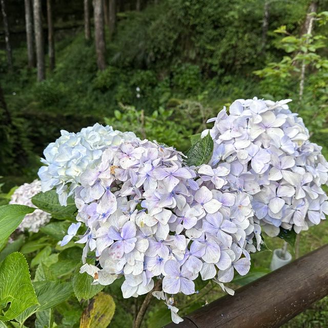阿里山 - 享受森林浴、淨化心靈