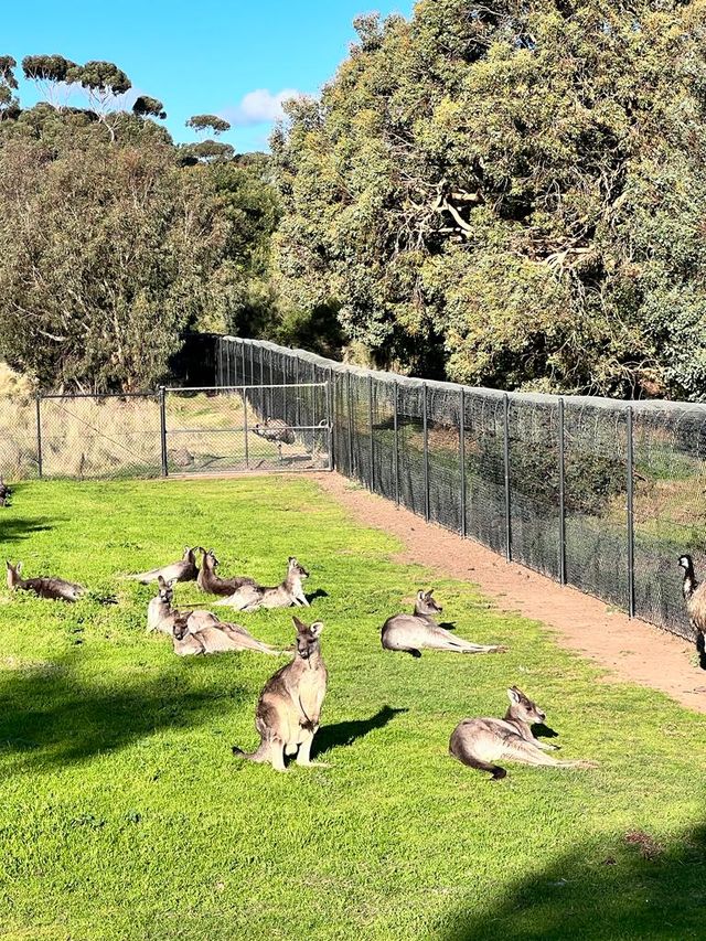 🚙難忘超近距離接觸澳洲動物🐨之體驗