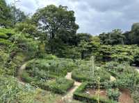 東京・北区。バラの季節には多くの品種の花が咲き誇るそうです『旧古河庭園』