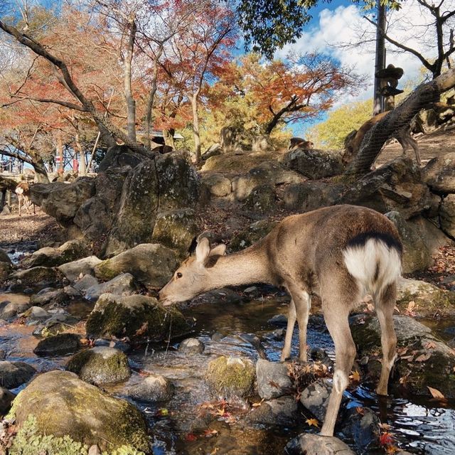 🍁超美涼亭與滿滿的もみじ楓葉|奈良公園 🍁超美涼亭與滿滿的もみじ楓葉|奈良公園