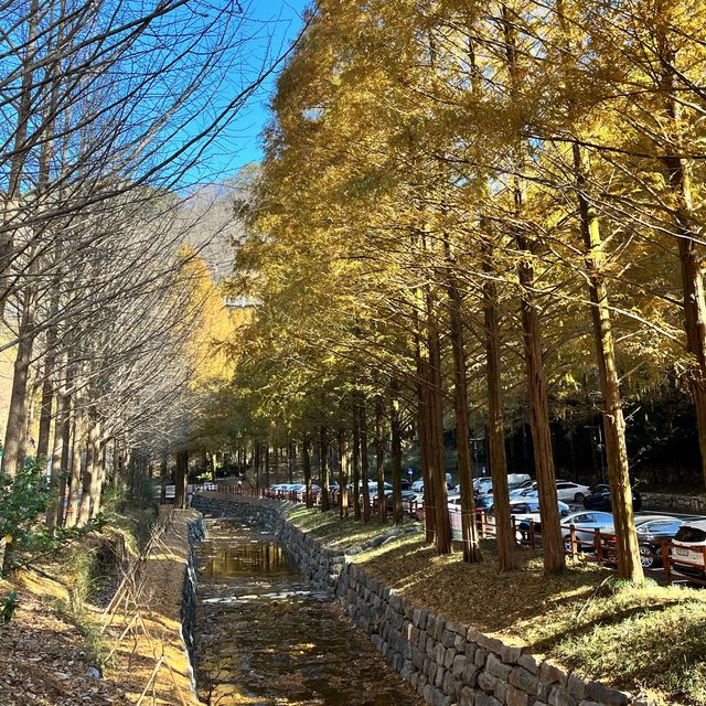 대전 단풍명소 장태산 자연휴양림 바위산 포토종