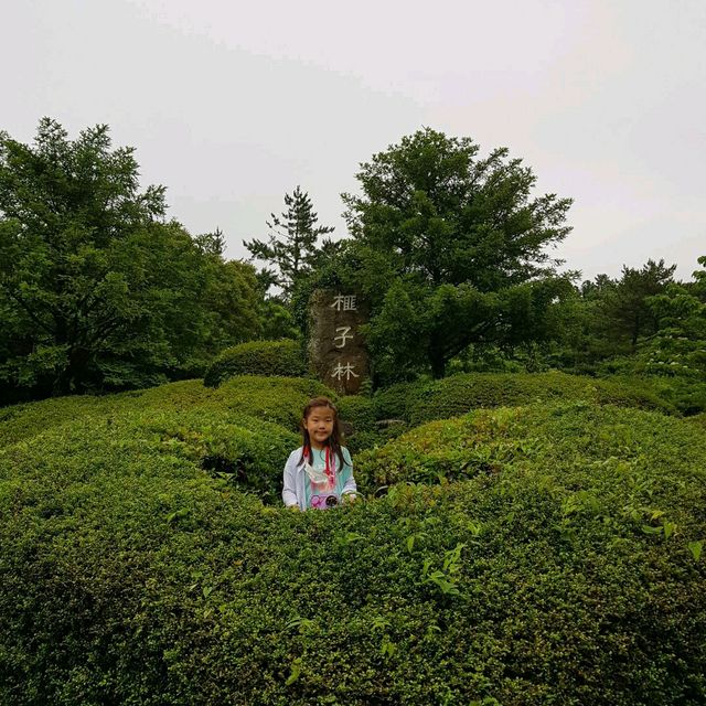 천년의 숲 비자림