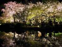 【京都市】五重塔と桜の饗宴🌸