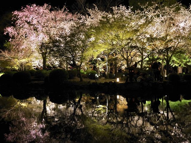 【京都市】五重塔と桜の饗宴🌸