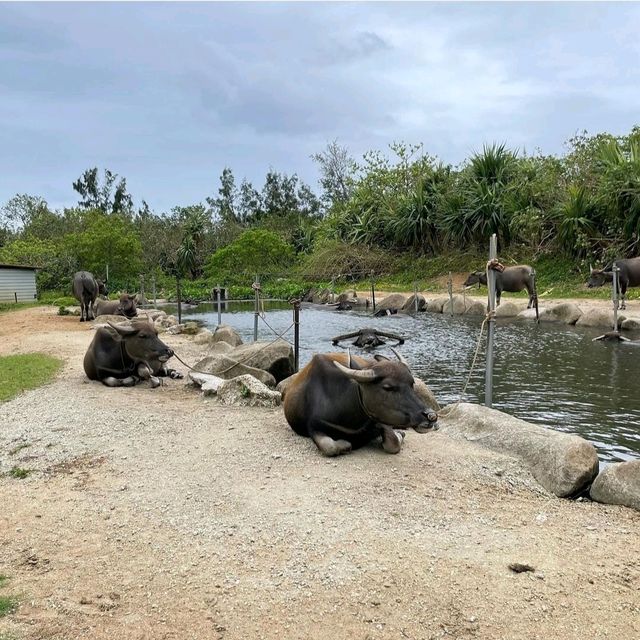 【沖縄県/由布島】初めての水牛車🐃