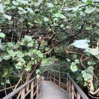 迷失在綠意中🌿🌺 台北植物園