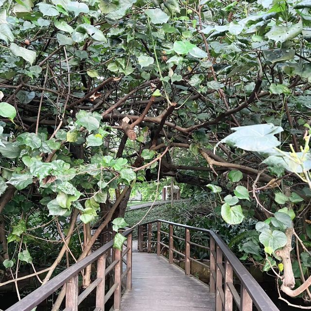 迷失在綠意中🌿🌺 台北植物園