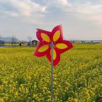 대저생태공원 유채꽃밭 🌼🌸