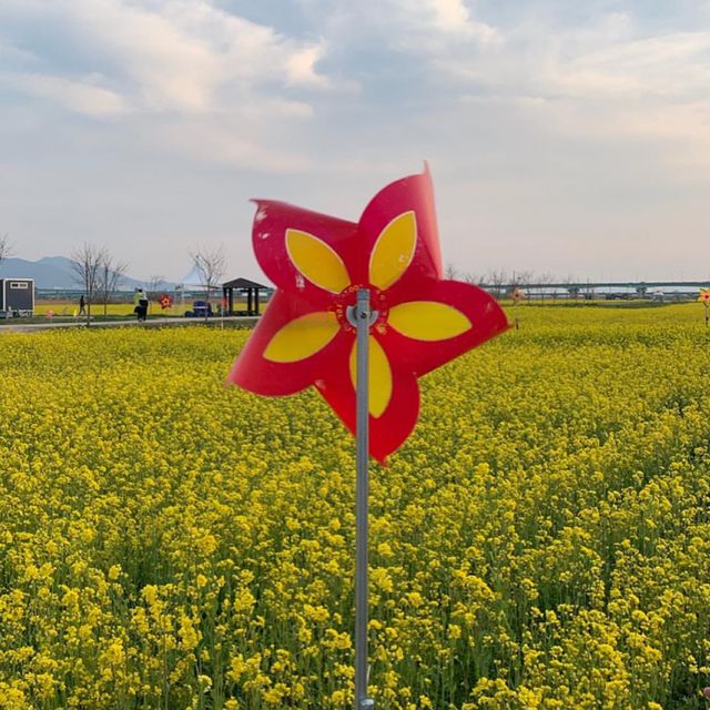 대저생태공원 유채꽃밭 🌼🌸