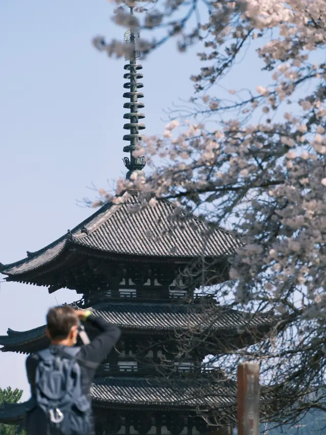 日本 | 奈良之旅 去奈良公園看小鹿🦌