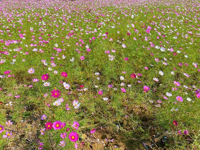 仙草花海-波斯菊遍地開花