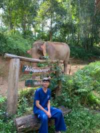 ย้อนเวลาไปเข้าแคมป์เลี้ยงช้างที่เชียงใหม่🐘