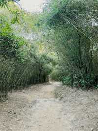 馬鞍山茅坪北港古道 - 港版嵐山