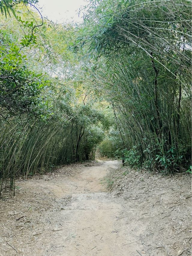 馬鞍山茅坪北港古道 - 港版嵐山