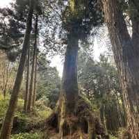 Alishan - Where Nature Meets Adventure!