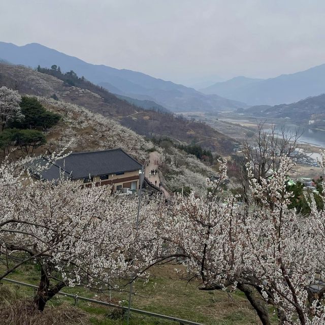 매화축제 보러 떠난 광양 여행