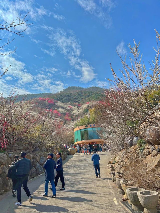 광양 매화마을🫶🏻