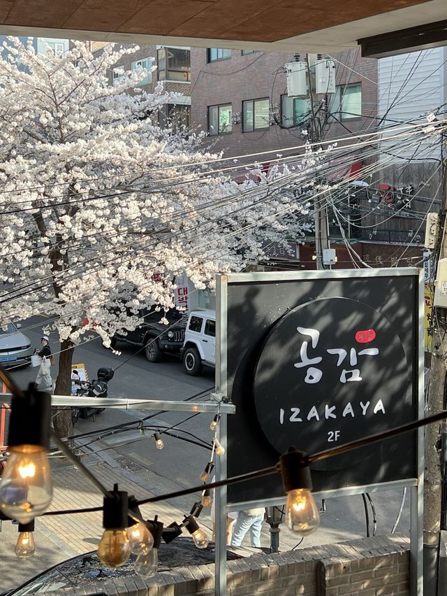 🌸벚꽃을 코앞에서 볼 수 있는 이자카야 합정 공감🌸