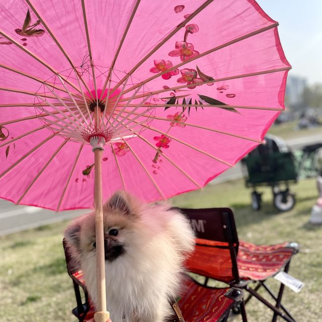 강아지와 함께 하는 잠원한강 피크닉 🧺🐶