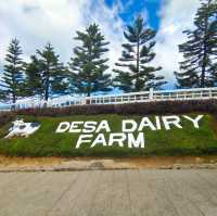 The joyful Desa Dairy Farm!